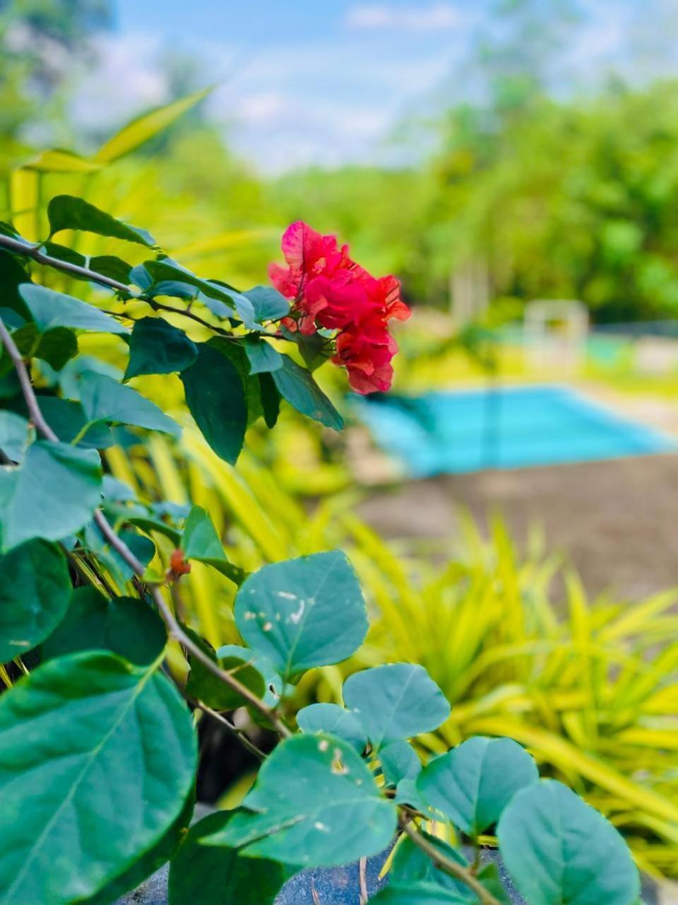 Hanthana Sk Paradise Gampola Exterior foto